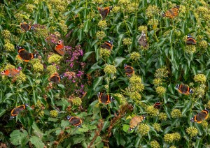 Professional photographic image of British and Cornish wildlife and nature taken by a professional photographer near Penzance