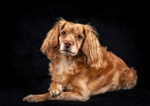 Professional photographic image of a portrait, pet portrait or wedding taken by a professional photographer near Penzance
