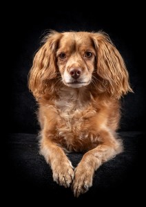 Professional photographic image of a portrait, pet portrait or wedding taken by a professional photographer near Penzance