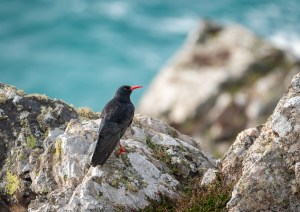 Professional photographic image of British and Cornish wildlife and nature taken by a professional photographer near Penzance