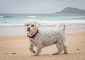 Professional photographic image of a portrait, pet portrait or wedding taken by a professional photographer near Penzance