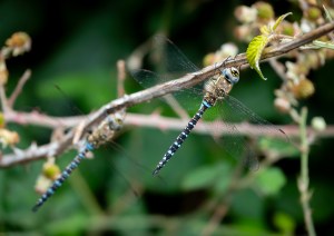 Professional photographic image of British and Cornish wildlife and nature taken by a professional photographer near Penzance