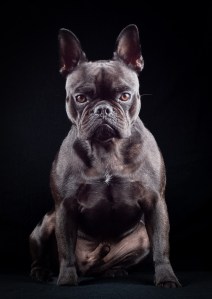 Professional photographic image of a portrait, pet portrait or wedding taken by a professional photographer near Penzance