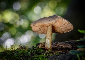 Professional photographic image of British and Cornish wildlife and nature taken by a professional photographer near Penzance