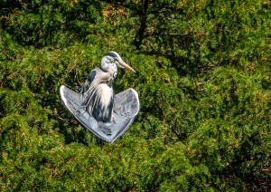 Professional photographic image of British and Cornish wildlife and nature taken by a professional photographer near Penzance