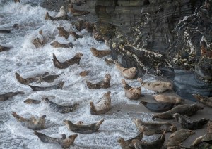 Professional photographic image of British and Cornish wildlife and nature taken by a professional photographer near Penzance