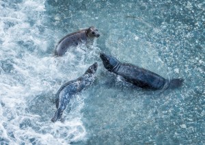 Professional photographic image of British and Cornish wildlife and nature taken by a professional photographer near Penzance