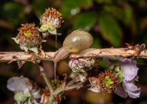Professional photographic image of British and Cornish wildlife and nature taken by a professional photographer near Penzance