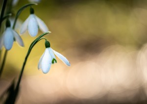 Professional photographic image of British and Cornish wildlife and nature taken by a professional photographer near Penzance