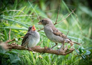 Professional photographic image of British and Cornish wildlife and nature taken by a professional photographer near Penzance