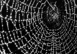 Professional photographic image of British and Cornish wildlife and nature taken by a professional photographer near Penzance