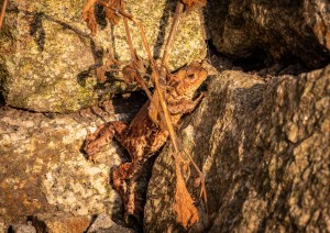 Professional photographic photograph of British and Cornish wildlife and nature taken by a professional photographer near Penzance