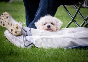 Professional photographic image of a portrait, pet portrait or wedding taken by a professional photographer near Penzance